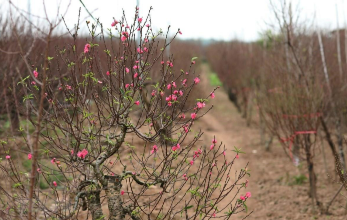 TOP 6 CHỢ HOA TẾT HÀ NỘI - RỰC RỠ SẮC HOA XUÂN BÍNH NGỌ 2026
